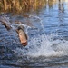 U.S. Fish &amp; Wildlife restock north lake with trout