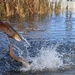 U.S. Fish &amp; Wildlife restock north lake with trout