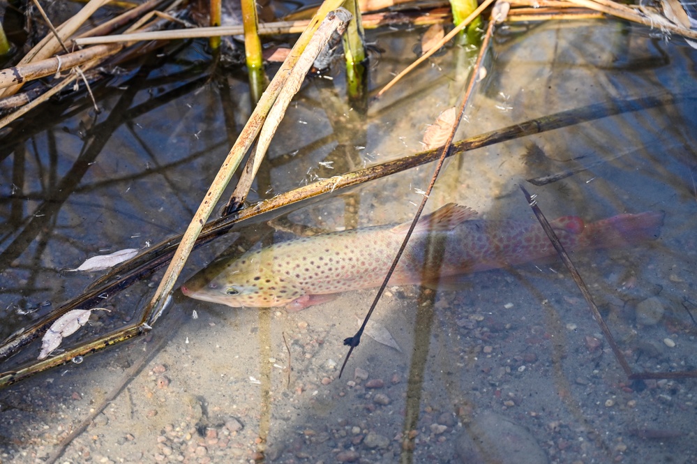 U.S. Fish &amp; Wildlife restock north lake with trout