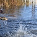 U.S. Fish &amp; Wildlife restock north lake with trout