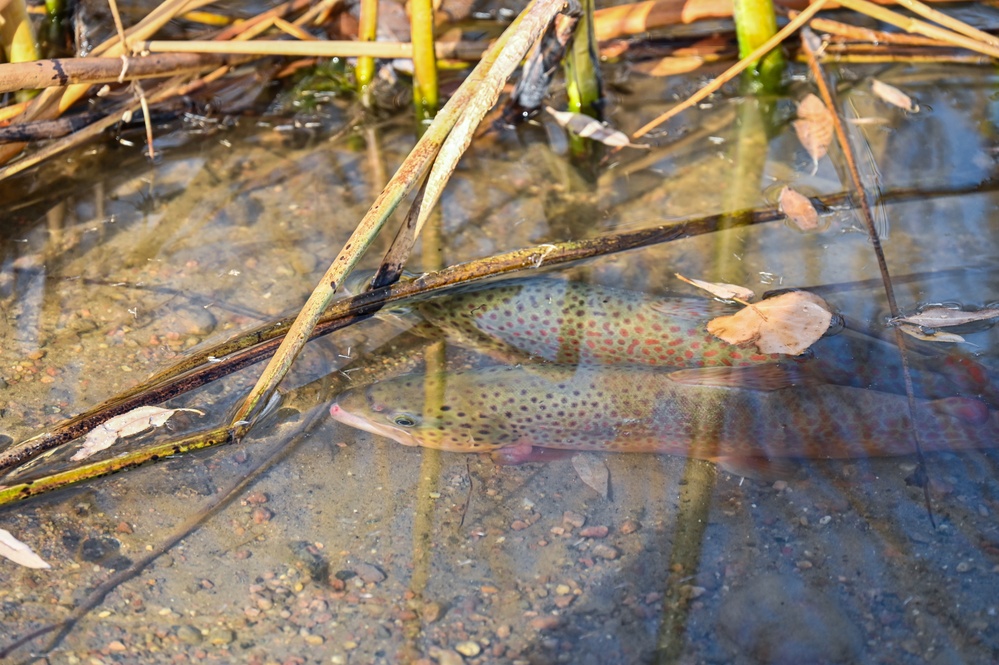 U.S. Fish &amp; Wildlife restock north lake with trout