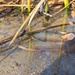 U.S. Fish &amp; Wildlife restock north lake with trout