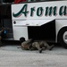 Bosnia-Herzegovina SIPA SUU with 10th Special Forces Group