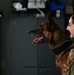 Behind the scenes: Military working dog picture day