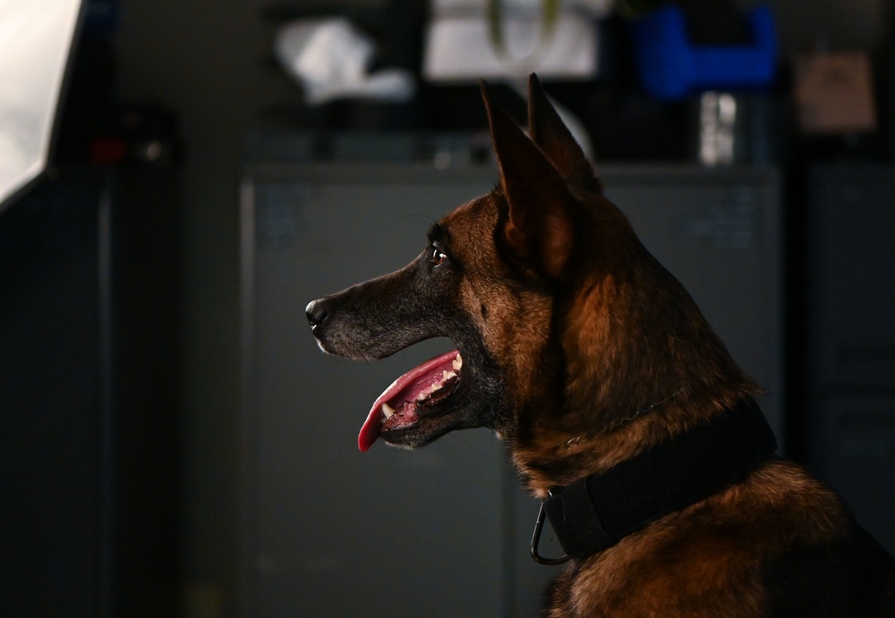 Behind the scenes: Military working dog picture day