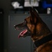 Behind the scenes: Military working dog picture day