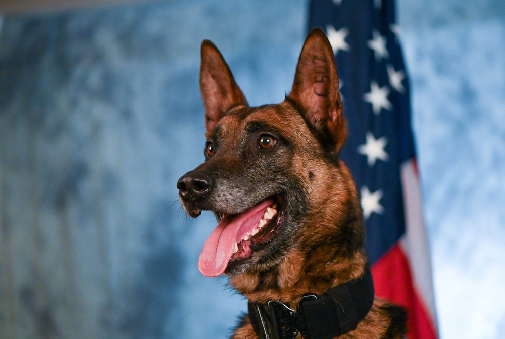 DVIDS - Images - Behind the scenes: Military working dog picture day ...