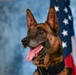 Behind the scenes: Military working dog picture day