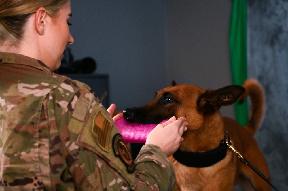 Behind the scenes: Military working dog picture day