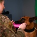 Behind the scenes: Military working dog picture day