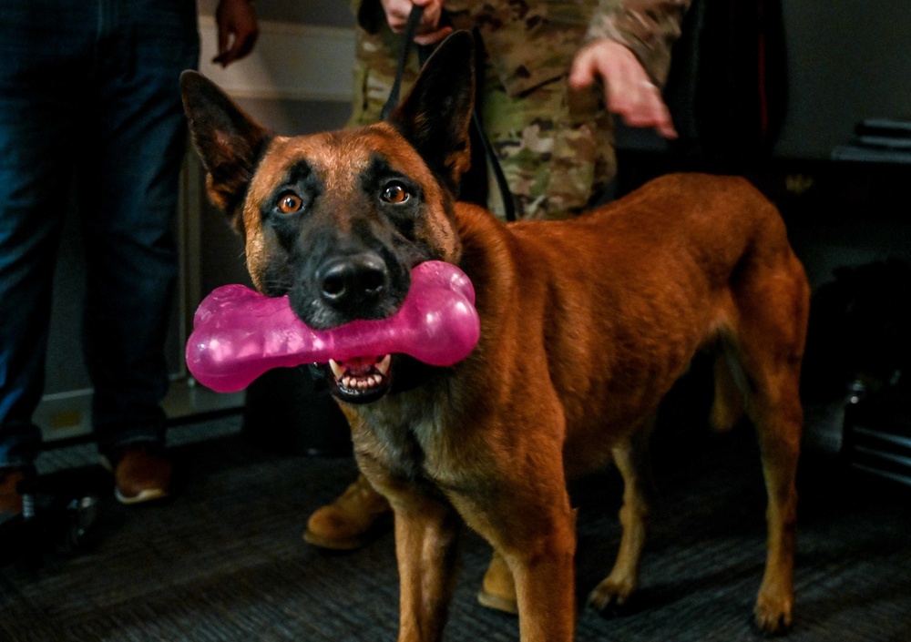 Behind the scenes: Military working dog picture day