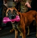 Behind the scenes: Military working dog picture day