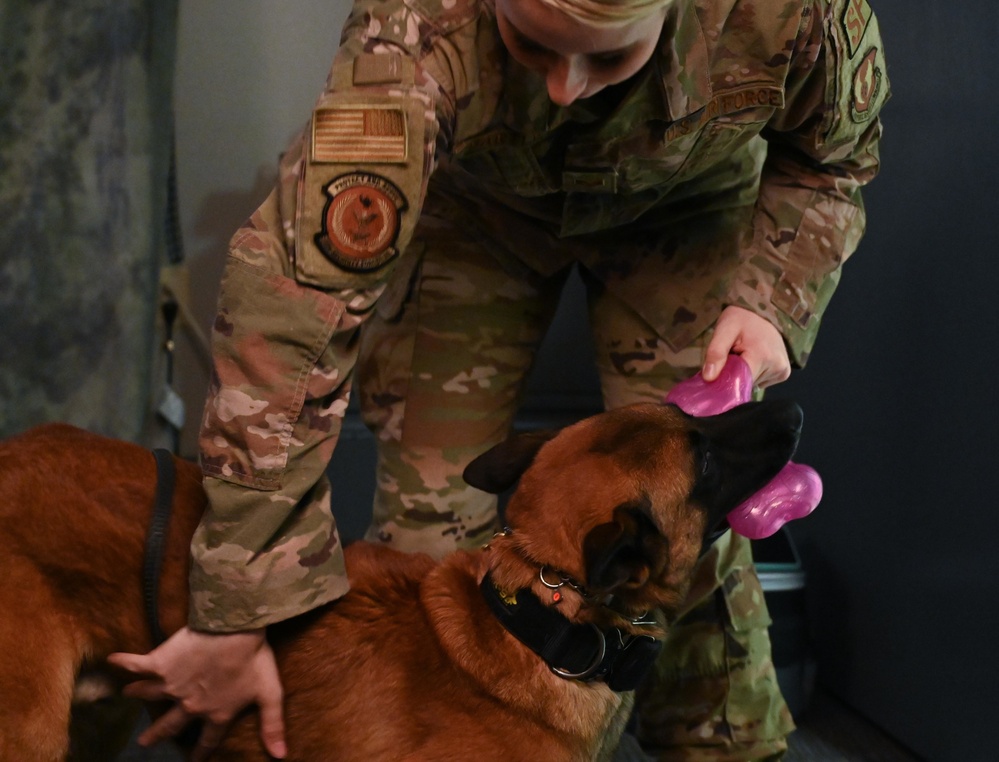 Behind the scenes: Military working dog picture day