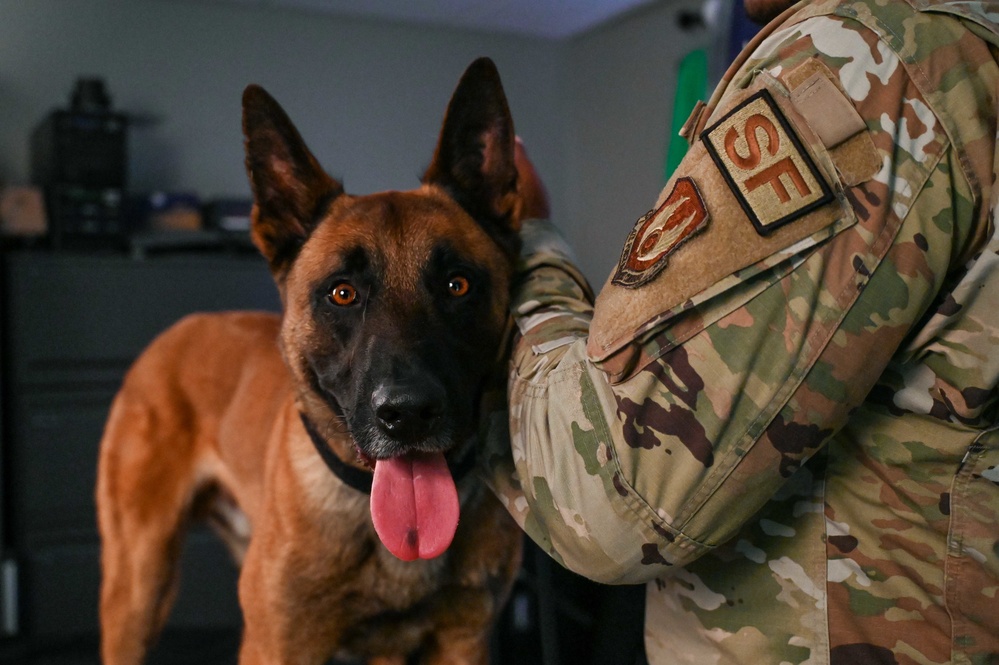 Behind the scenes: Military working dog picture day