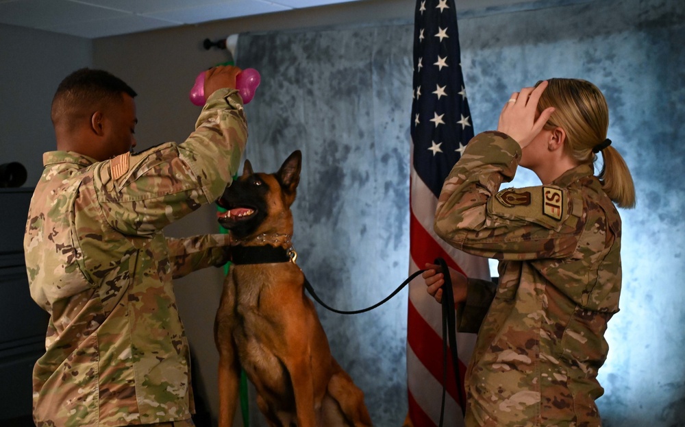 Behind the scenes: Military working dog picture day