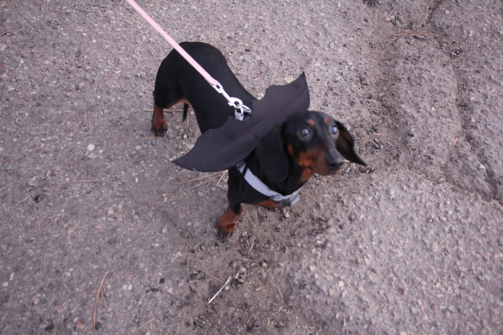 Trunk-or-Treat Event