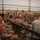 U.S. Marines critique each other during peer evaluated presentation U.S. Marines critique each other during peer evaluated presentation