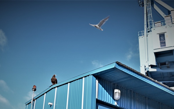 Birds of prey protect ballistic missile submarine workers