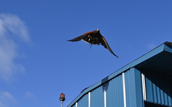Birds of prey protect ballistic missile submarine workers