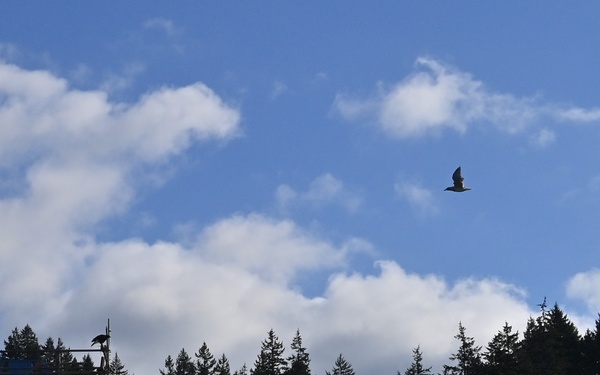 Birds of prey protect ballistic missile submarine workers