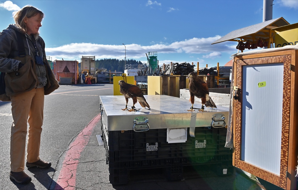 Birds of prey protect ballistic missile submarine workers