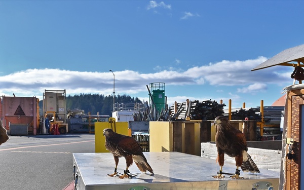 Birds of prey protect ballistic missile submarine workers