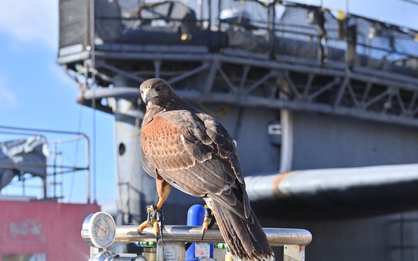 Birds of prey protect ballistic missile submarine workers