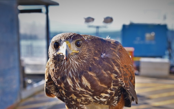 Birds of prey protect ballistic missile submarine workers