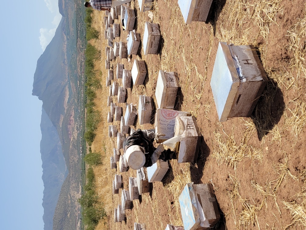 Beekeeper Fatima El Hadry Coop Ennour Tanougha