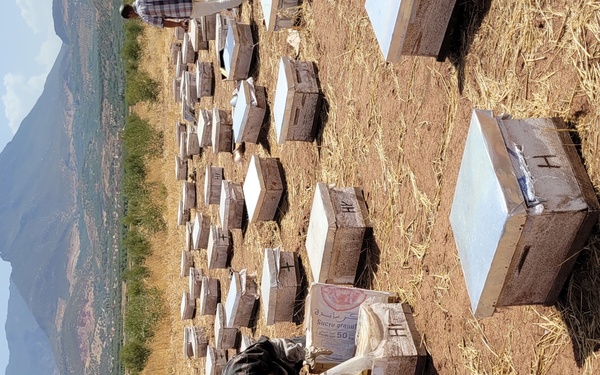 Beekeeper Fatima El Hadry Coop Ennour Tanougha