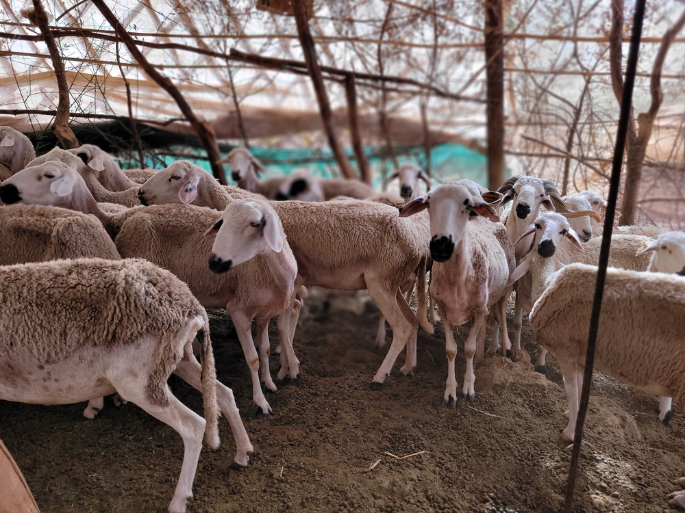 Sheep in a Pen at Coop Ahilal Boutout in El Ksiba