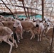 Sheep in a Pen at Coop Ahilal Boutout in El Ksiba