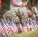 American flags for Veterans Day