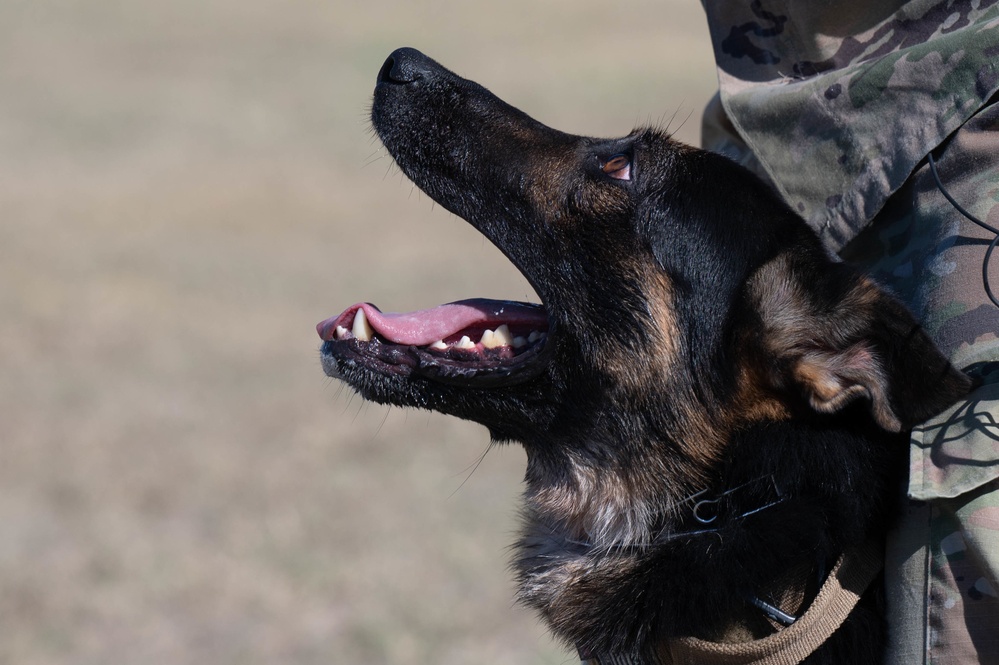 JBSA's Military Working Dogs Demonstrate Obedience Training