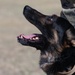 JBSA's Military Working Dogs Demonstrate Obedience Training