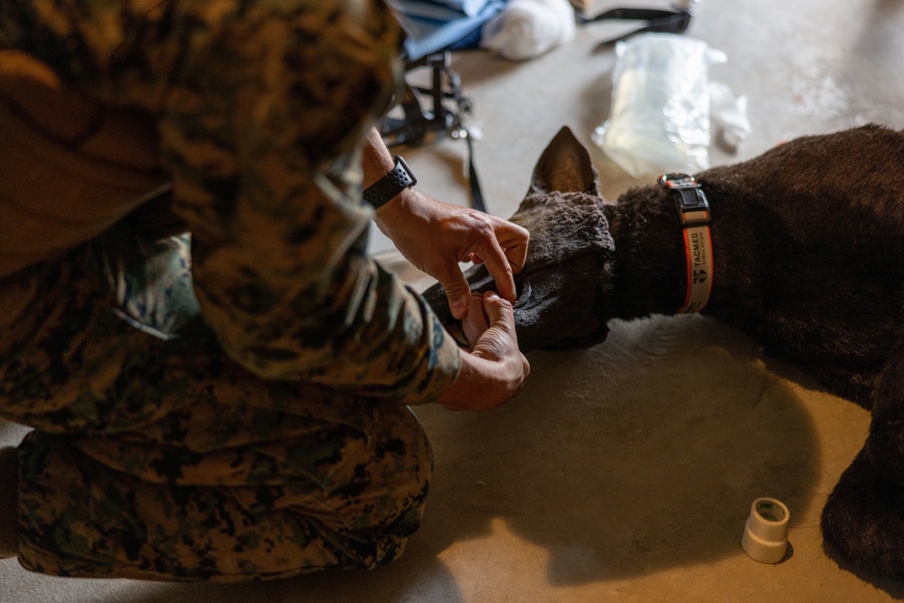 Exercise Active Shield 2022: US Marines respond to simulated military working dog injuries