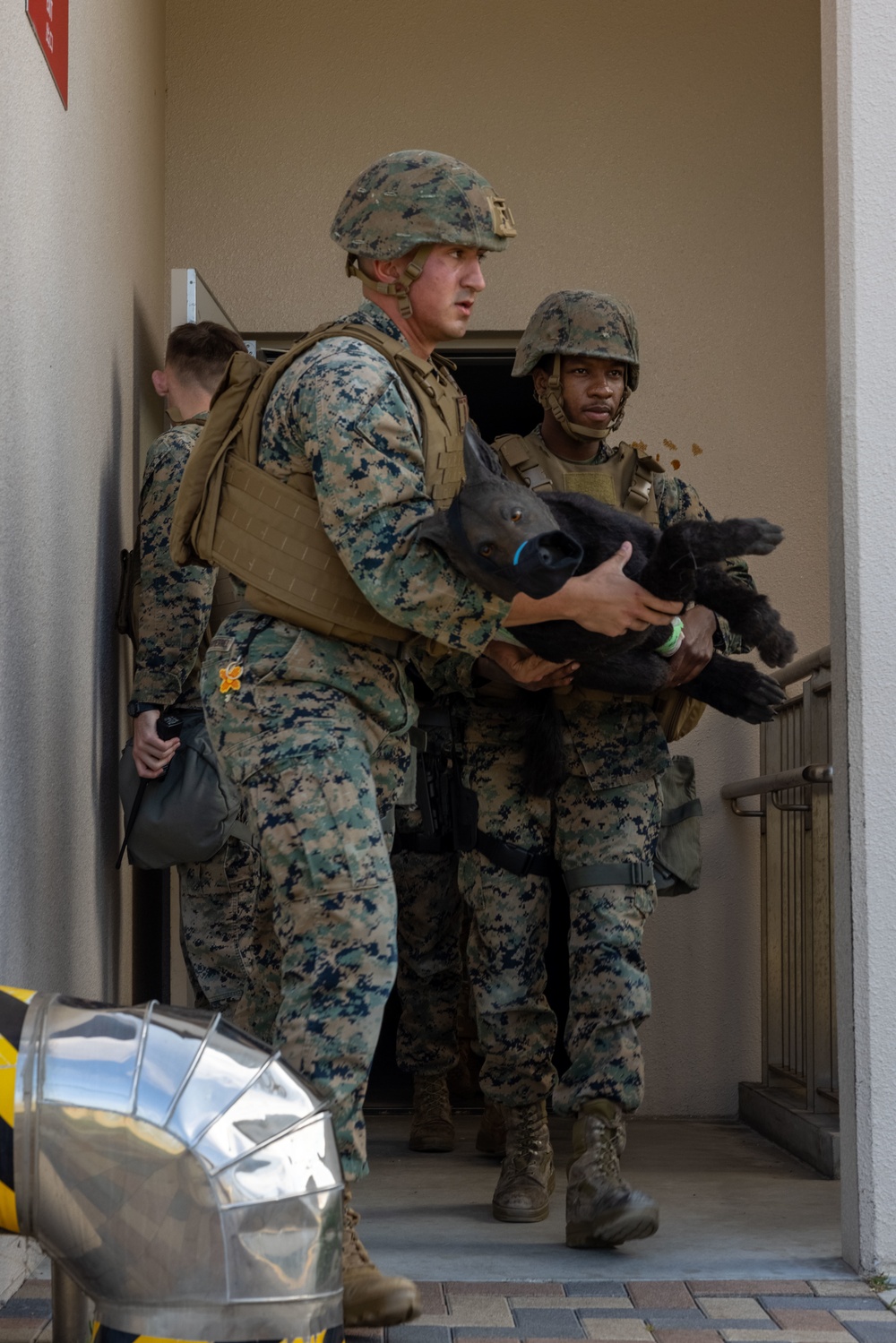 Exercise Active Shield 2022: US Marines respond to simulated military working dog injuries