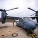 Osprey spreads wings over Cambridge Veterans Day ceremony