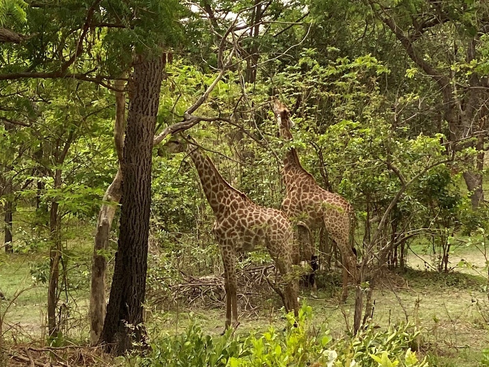 MSGs go on a safari in the Gambia