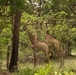 MSGs go on a safari in the Gambia