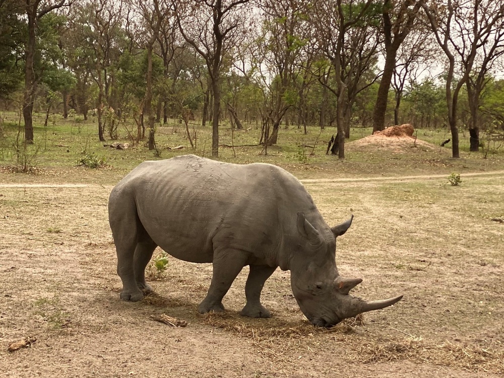 MSGs go on a safari in the Gambia