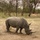 MSGs go on a safari in the Gambia