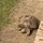 MSGs go on a safari in the Gambia