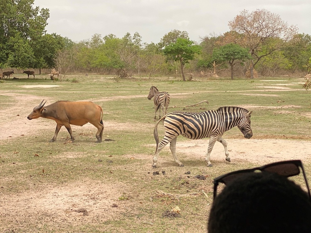 MSGs go on a safari in the Gambia