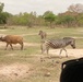 MSGs go on a safari in the Gambia