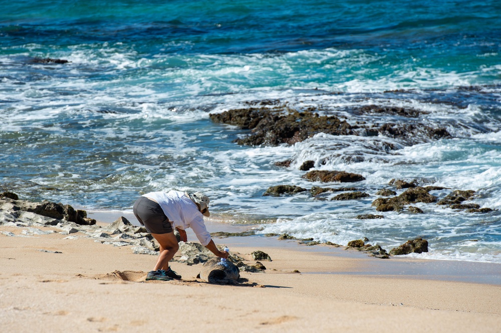 Pacific Missile Range Facility (PMRF) Biologists Excavate Sea Turtle Nest