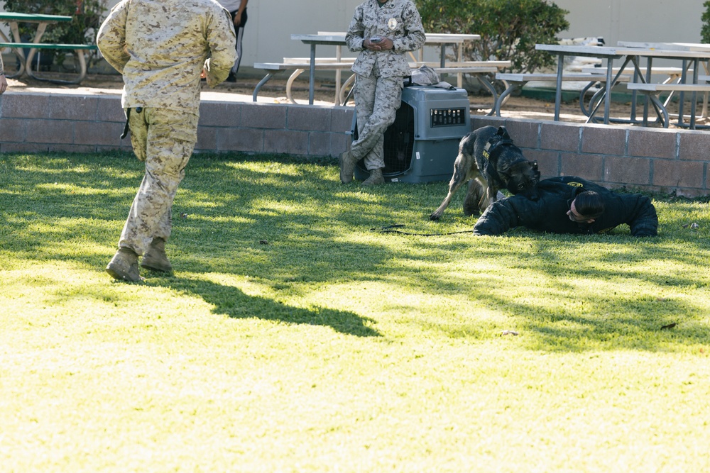 Combat Center K9 Unit teaches Palm Vista elementary students about military working dogs