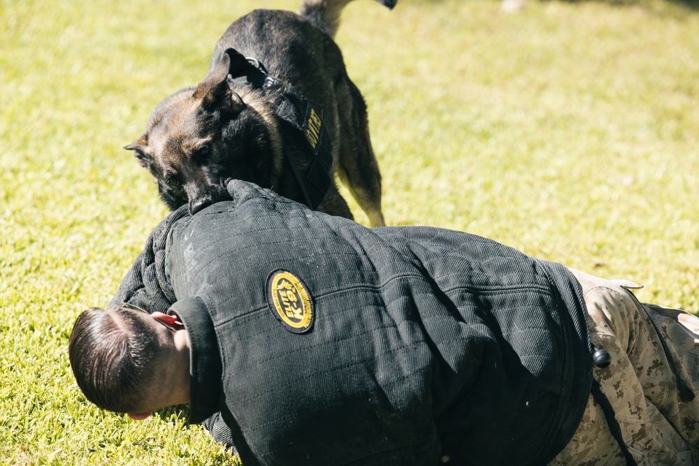 Combat Center K9 Unit teaches Palm Vista elementary students about military working dogs