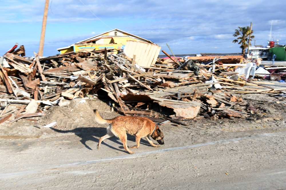 FEMA Serch and Rescue Dogs Assist in Searches