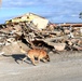 FEMA Serch and Rescue Dogs Assist in Searches